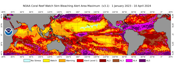 NOAA says fourth global coral bleaching event underway