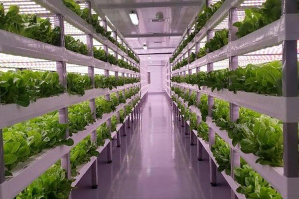 Researchers develop new breed of 'robot bees' to pollinate future indoor farms