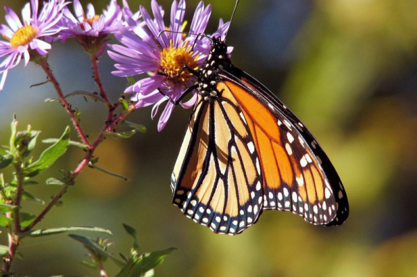 Monarch butterfly public comment reopened to determine Endangered Species Act listing