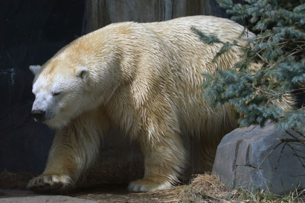 Study: Centuries-old mercury pollution threatens Arctic wildlife