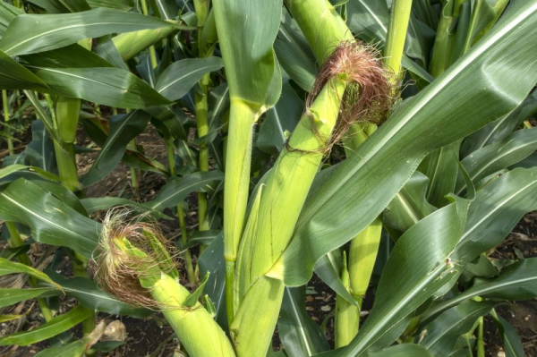 'Corn sweat' will make this week's heat wave feel even worse