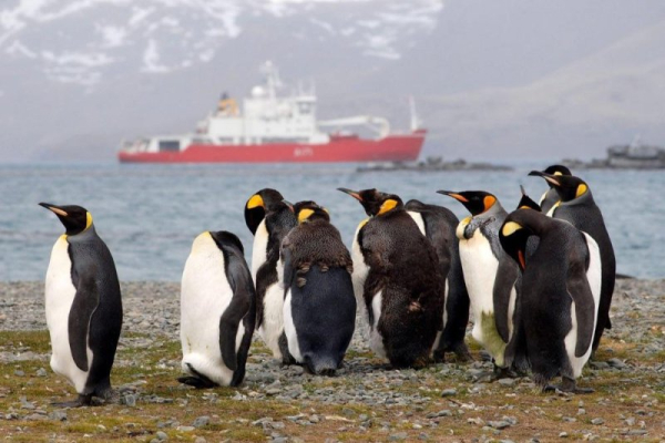 Scientists sequence avian flu genome found in Antarctica