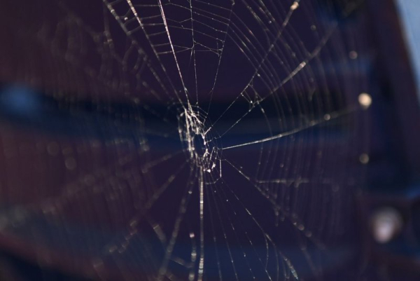 Study shows spiders using fireflies as bait to draw prey