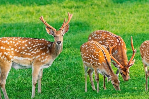 Florida confirms case of 'zombie deer disease' in wild deer
