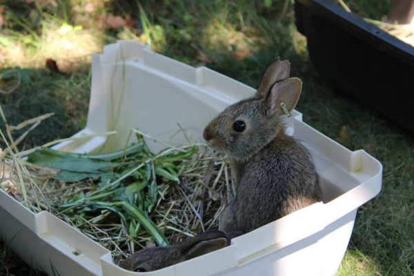 Queens Zoo breeding program helps restore vulnerable rabbit species