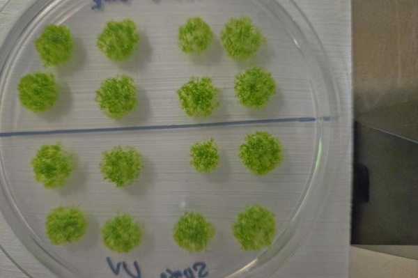 Moss survived for nine months outside International Space Station