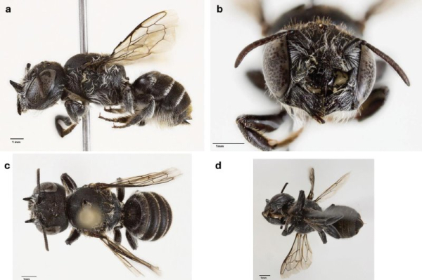 New 'Lucifer Bee' species discovered in Australia
