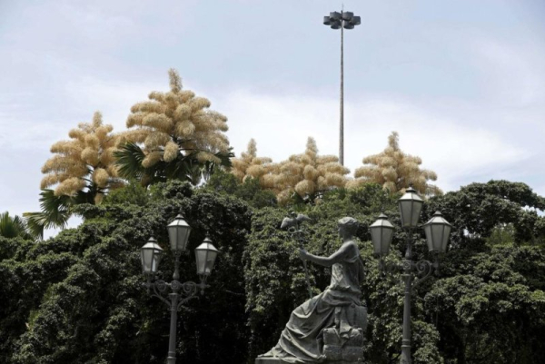 Rare Talipot palm bloom continues in Rio as trees near end of life